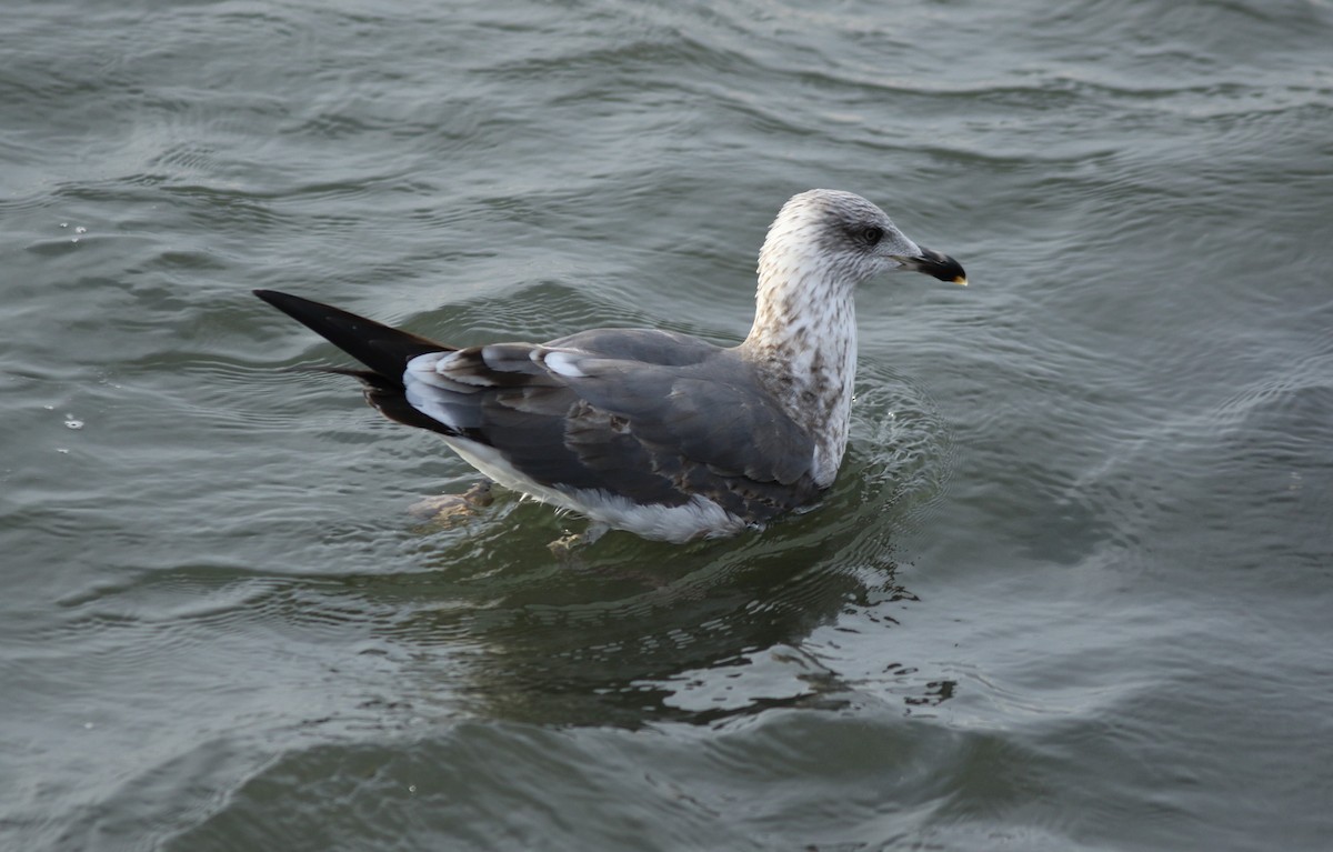 Lesser Black-backed Gull - ML406256571