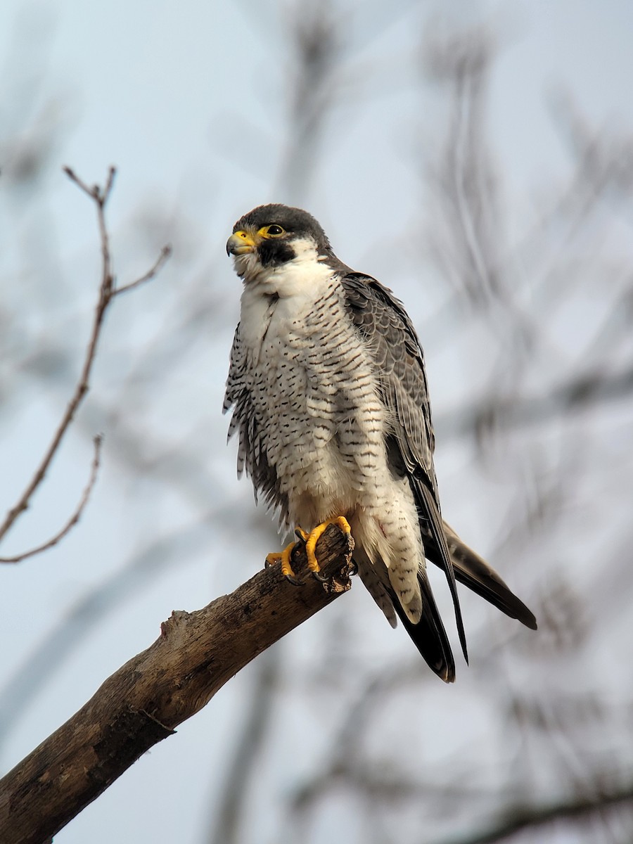 Peregrine Falcon - Connor Naughton