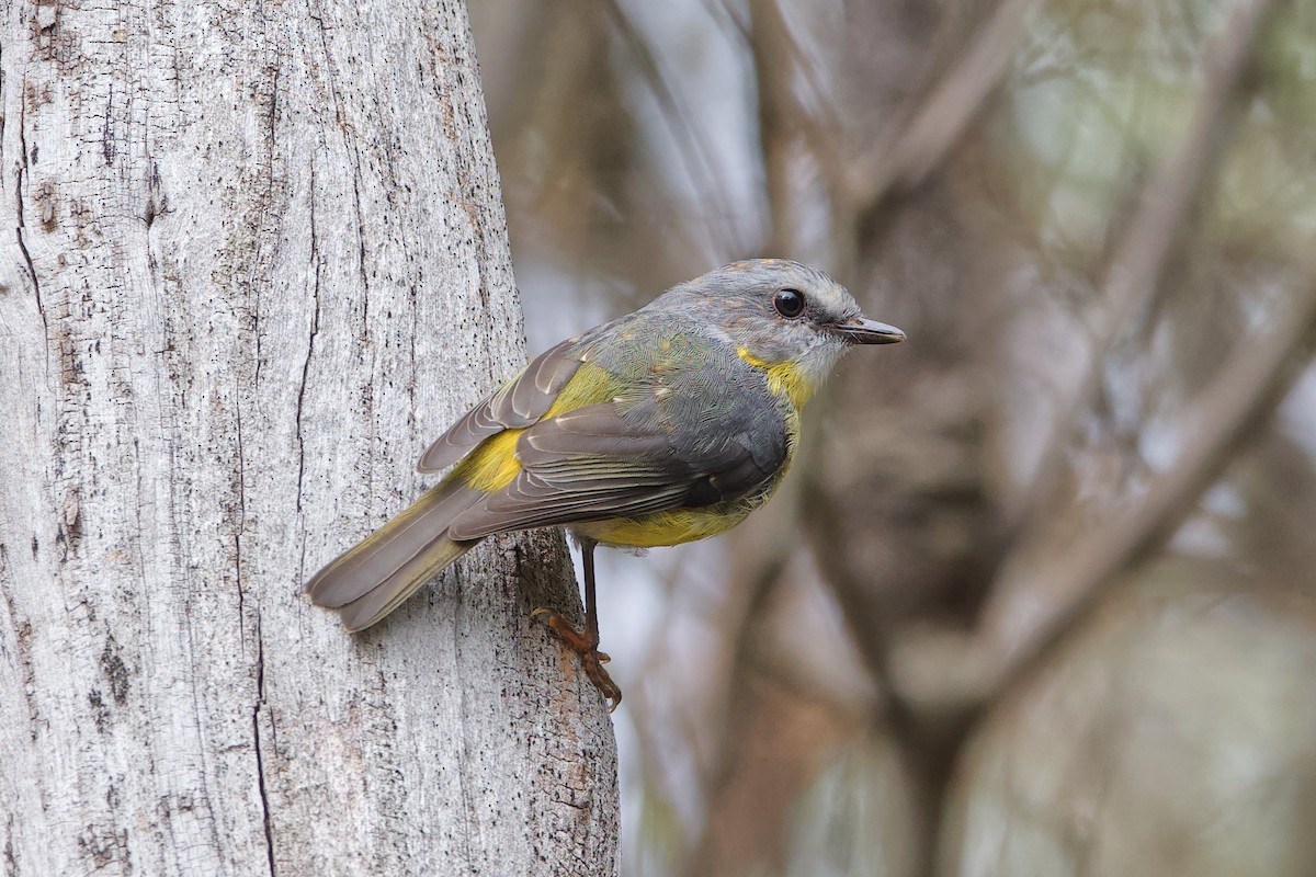 Eastern Yellow Robin - ML406256981