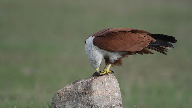 Brahminy Kite - ML406257511