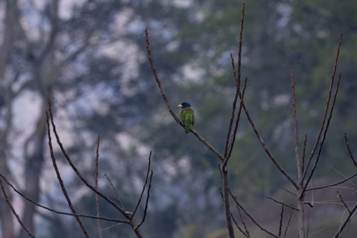 Great Barbet - ML406260451