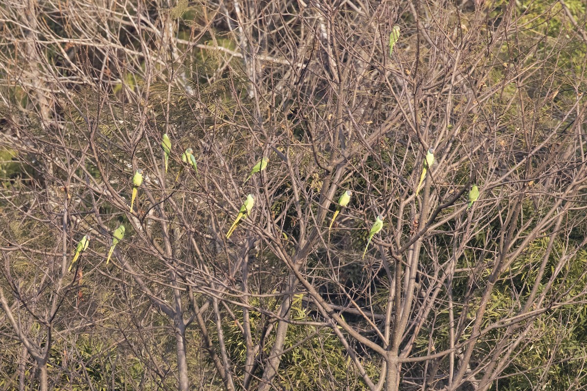 Slaty-headed Parakeet - ML406260461