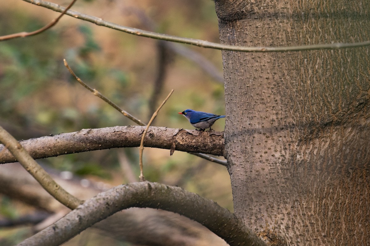 Velvet-fronted Nuthatch - ML406260541