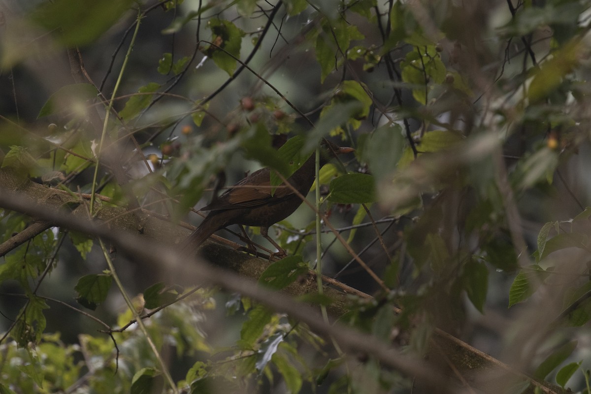 Gray-winged Blackbird - ML406260561