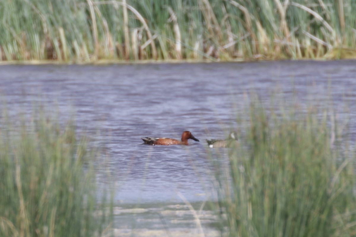 Cinnamon Teal - ML406261161