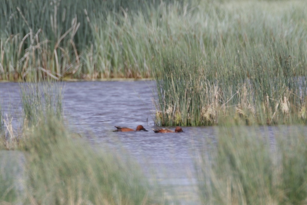 Cinnamon Teal - ML406261191