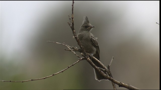 Capulinero Negro - ML406262