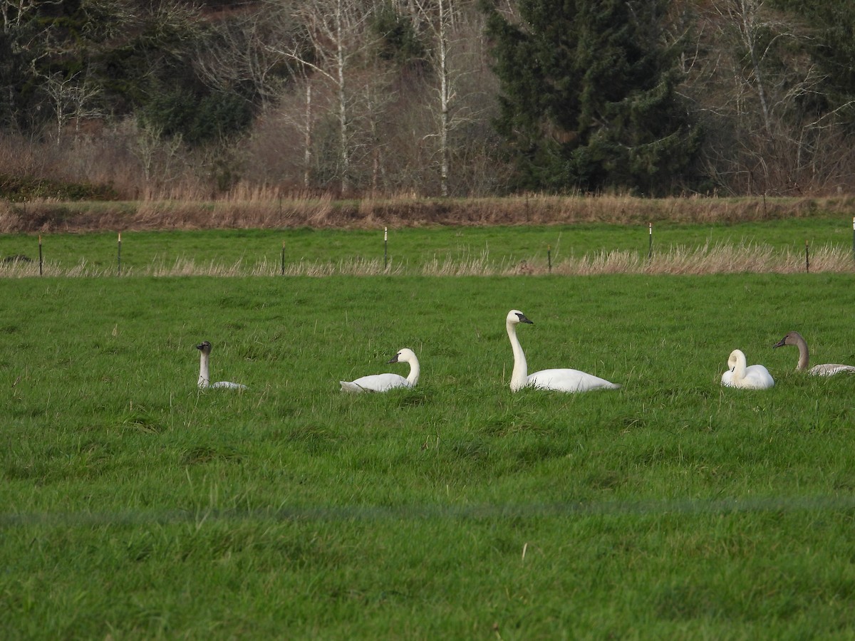 Trumpeter Swan - ML406262421