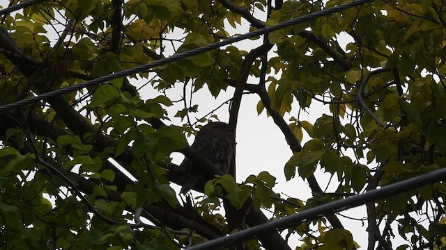 Tawny Frogmouth - ML406263261