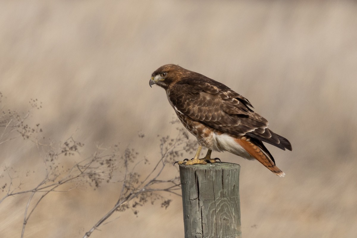 Red-tailed Hawk - Robert Lewis