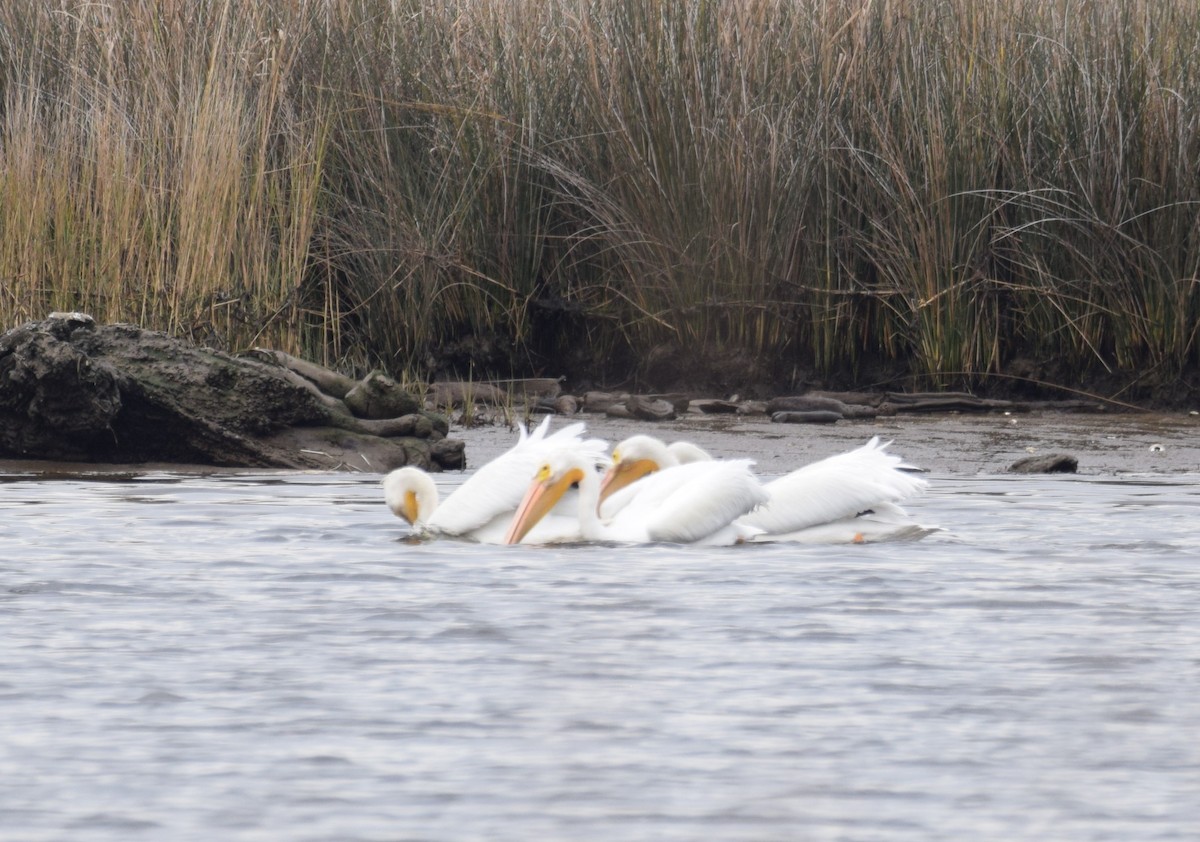 American White Pelican - Andy Hudson