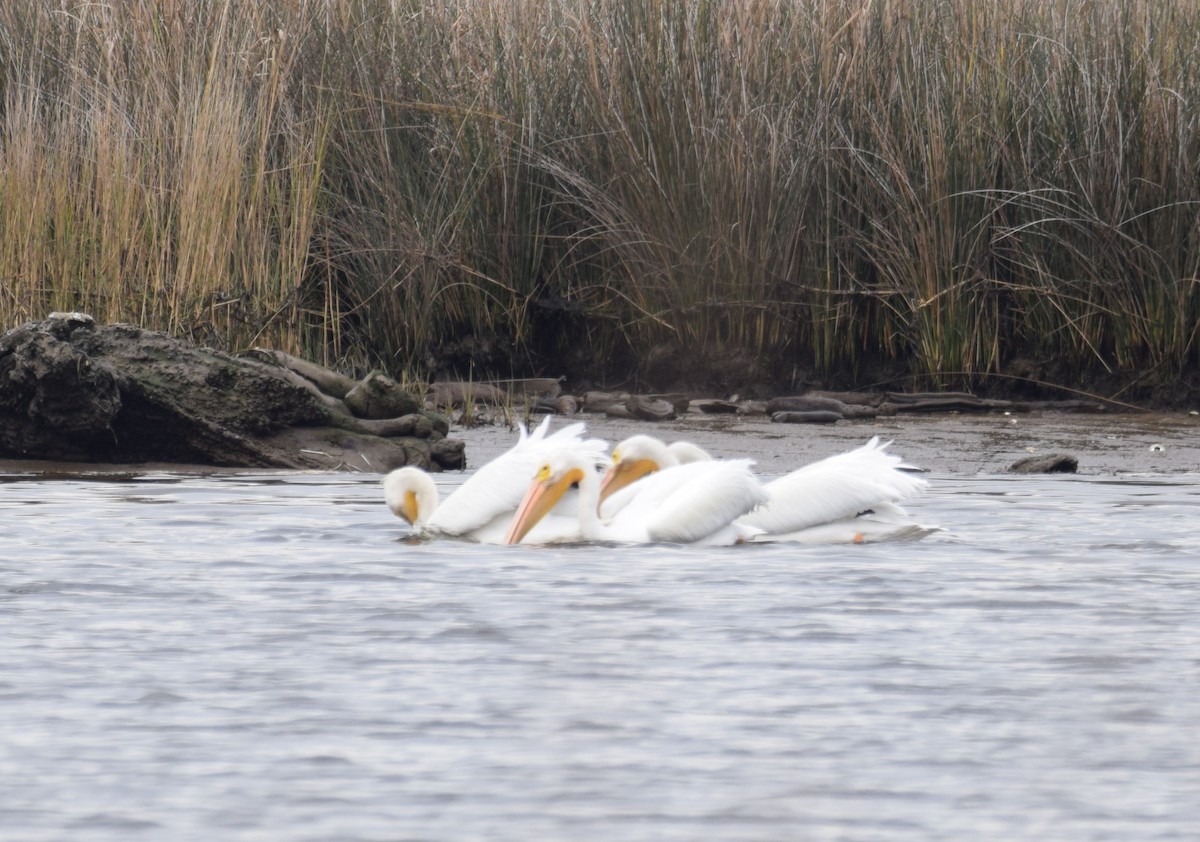 American White Pelican - ML406264101