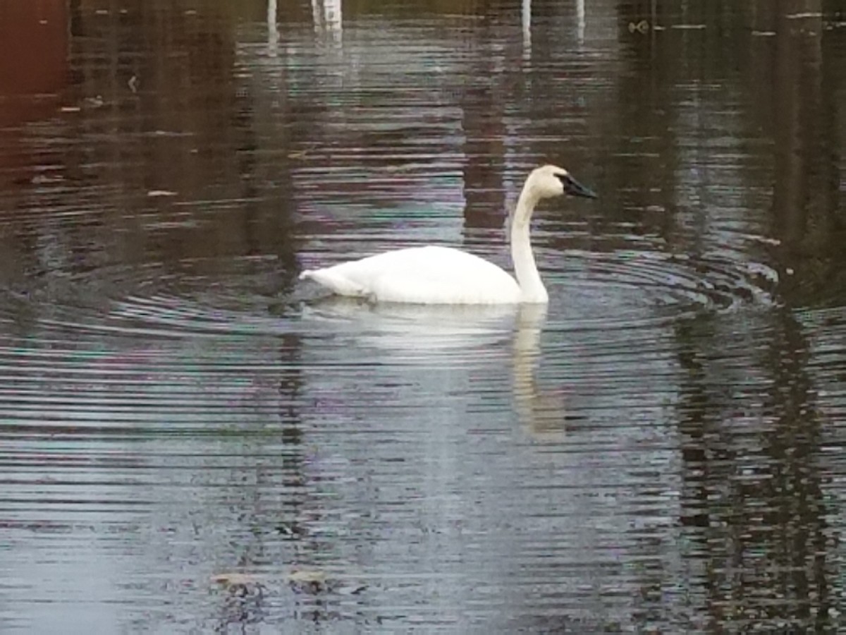 Trumpeter Swan - ML40626451