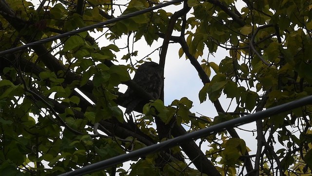 Tawny Frogmouth - ML406264551