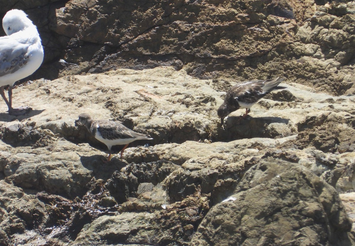 Ruddy Turnstone - ML406264611