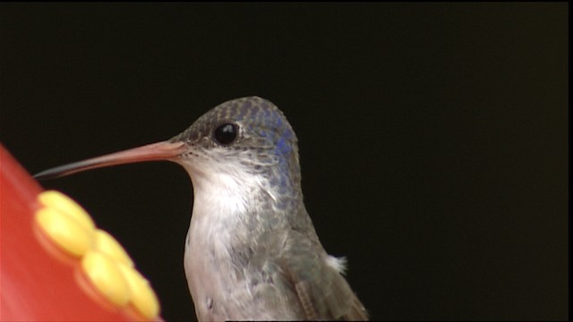 kolibřík fialovokorunkatý - ML406265