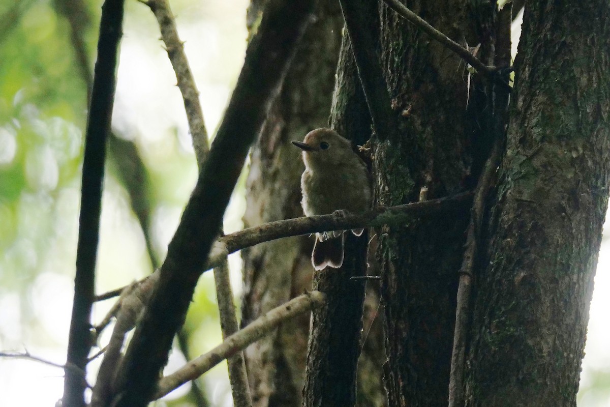 Large-billed Scrubwren - ML406265061