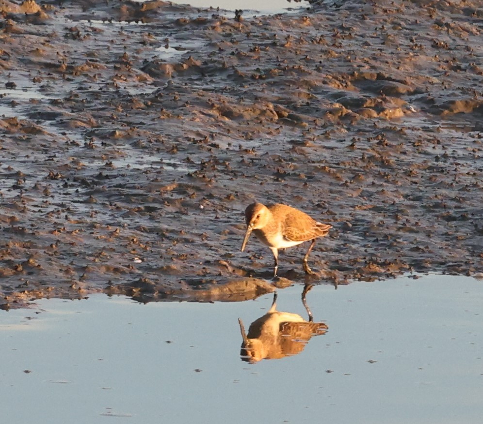 黑腹濱鷸 - ML406265651