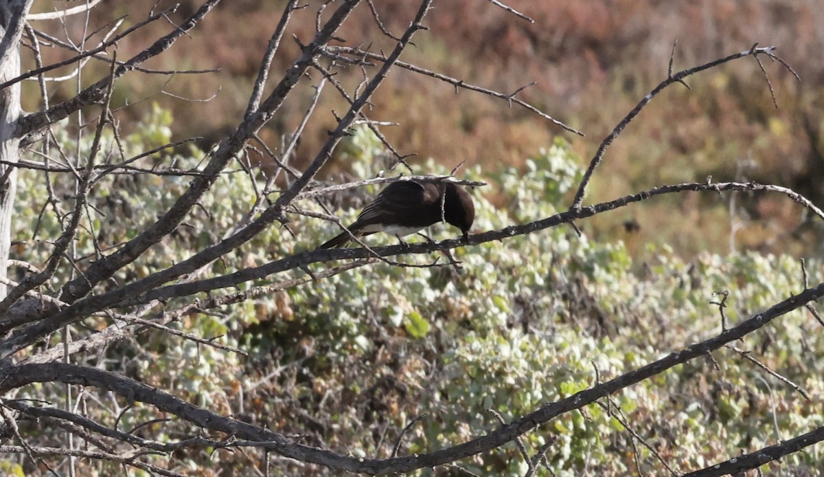 Black Phoebe - ML406265991