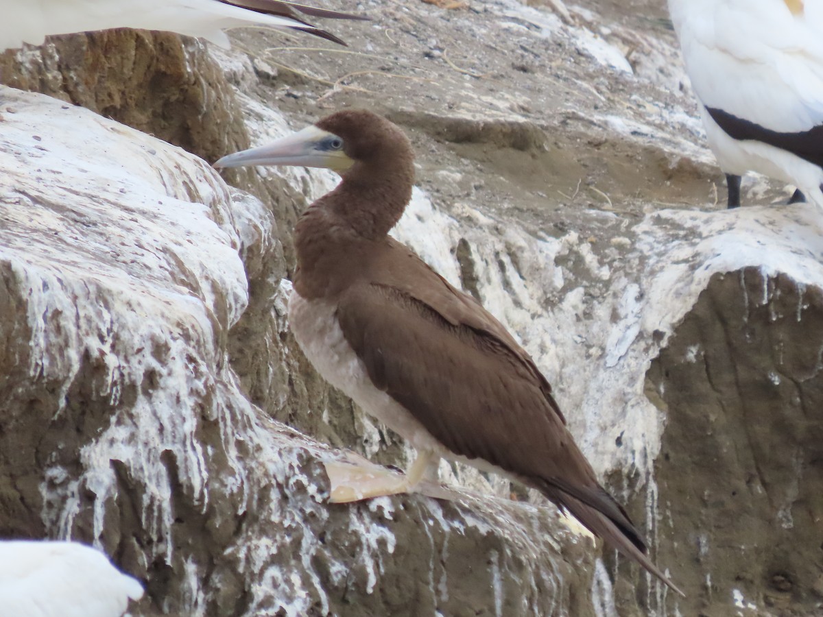 Brown Booby - ML406268921