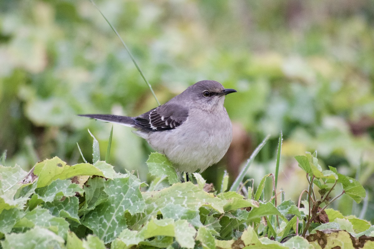 Northern Mockingbird - ML406268941