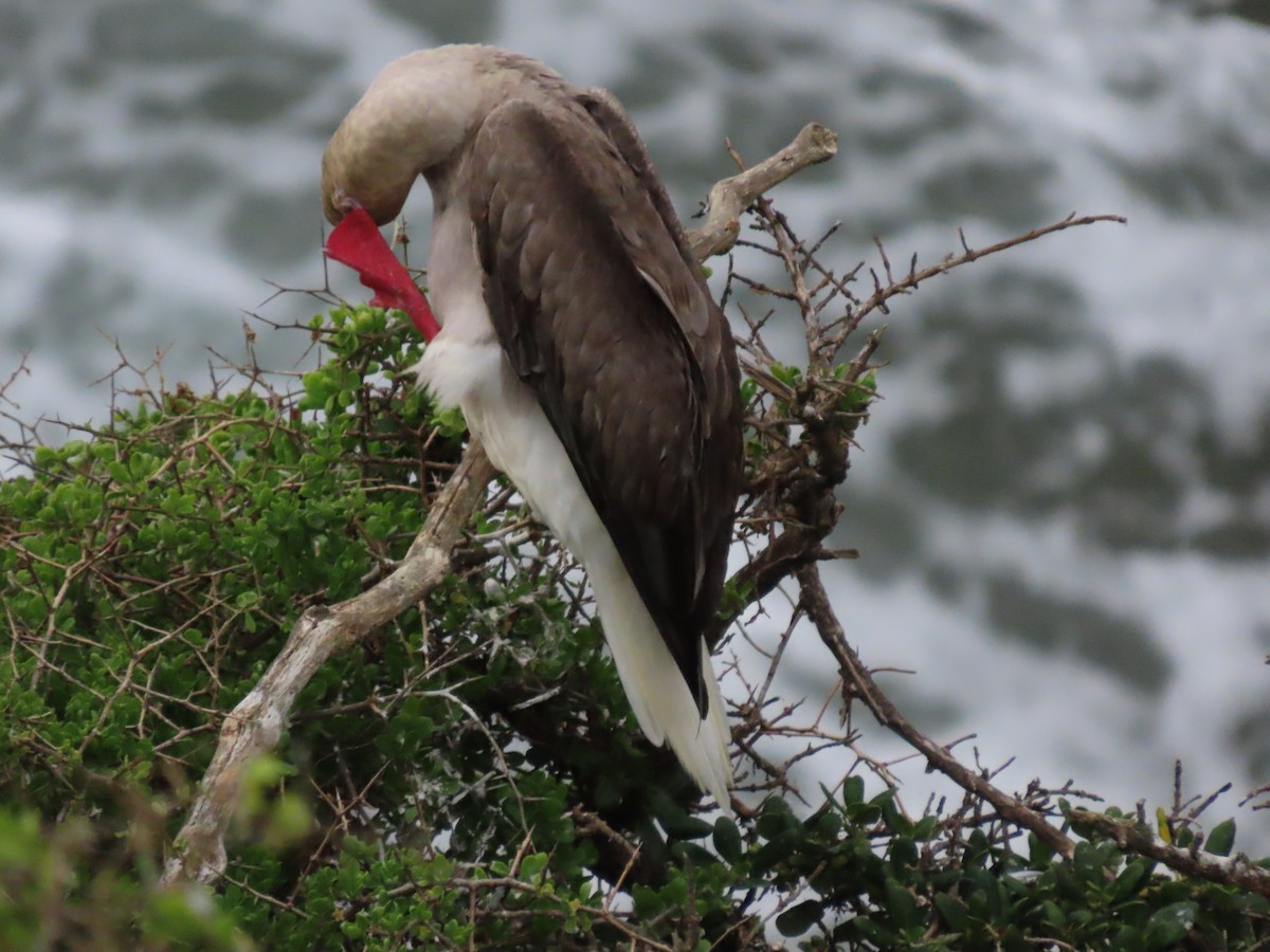 Red-footed Booby - ML406269001