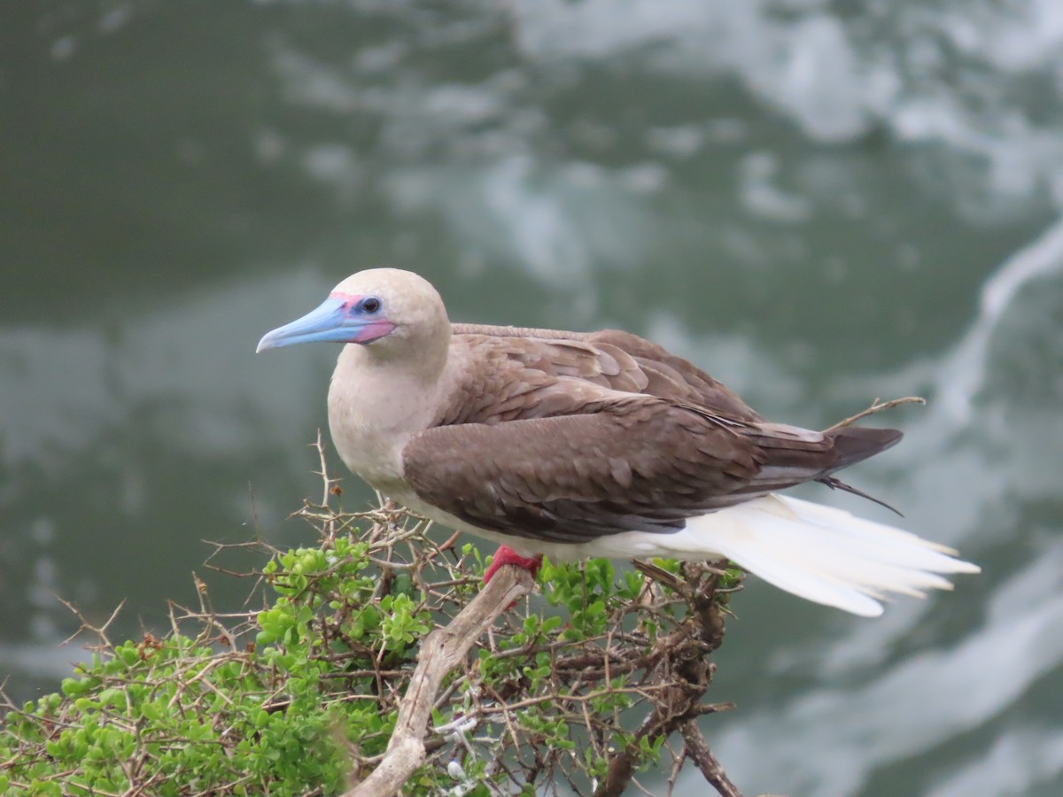 Red-footed Booby - ML406269011