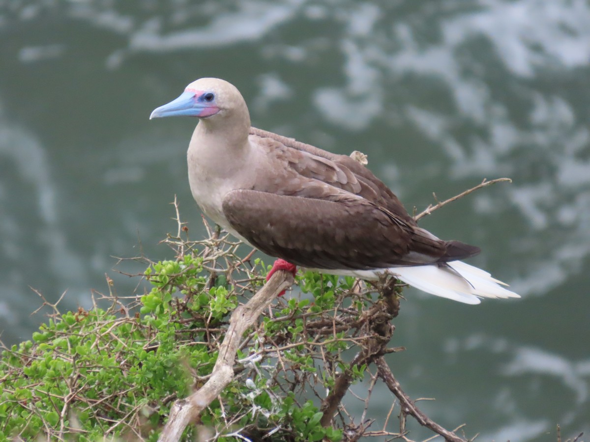 Red-footed Booby - ML406269021