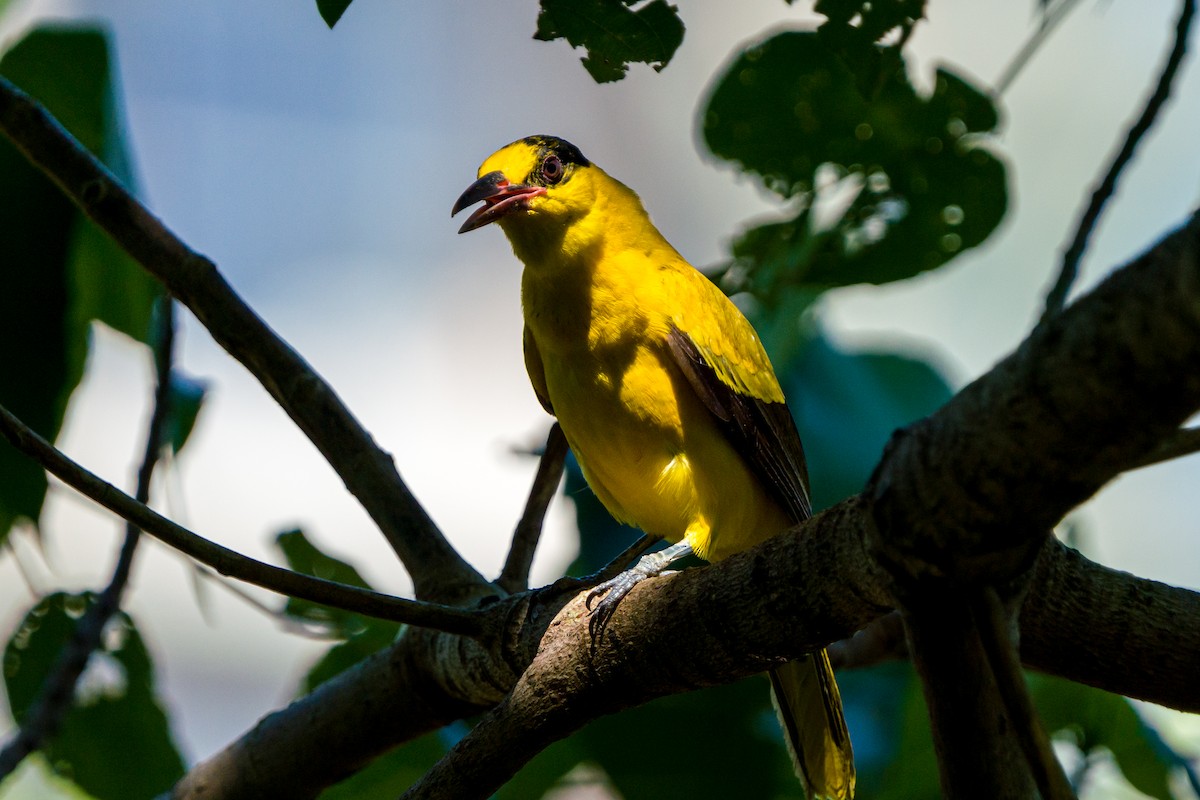 Black-naped Oriole - Myron Ray Sy Evasco