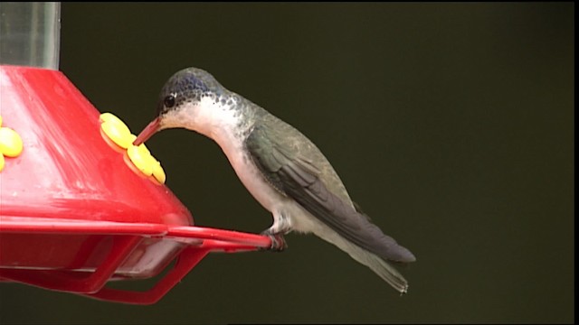 kolibřík fialovokorunkatý - ML406273