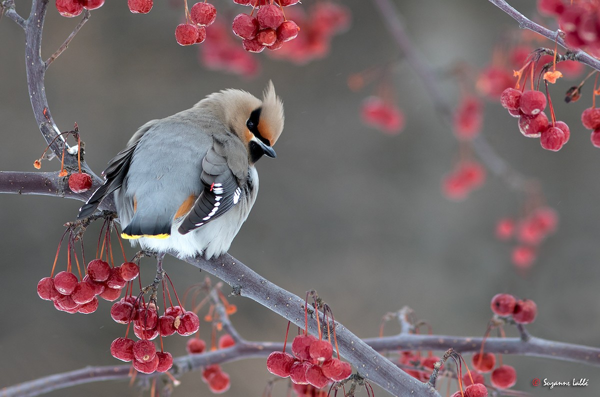 Bohemian Waxwing - ML40627341