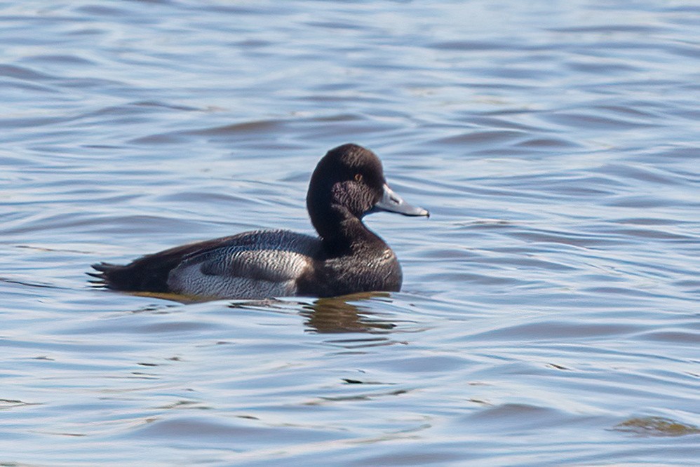 Lesser Scaup - ML406274201