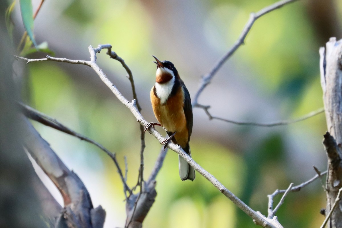 Eastern Spinebill - ML406278161