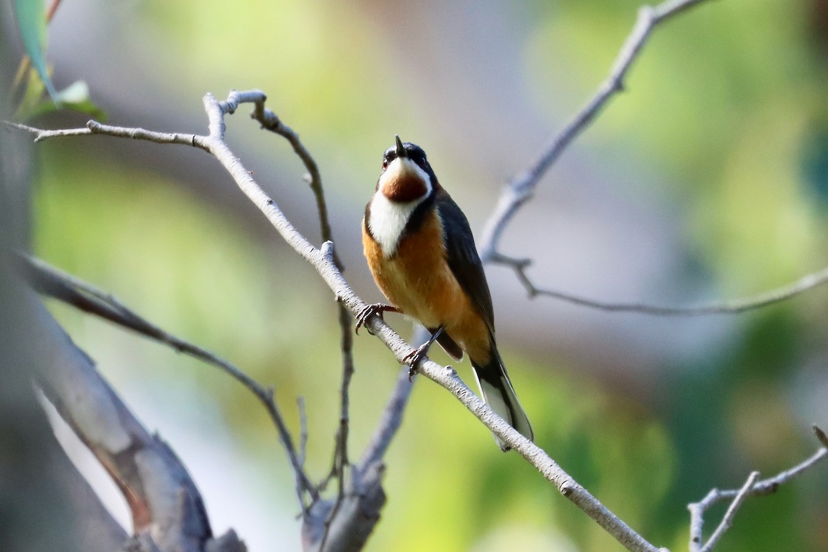 Eastern Spinebill - ML406278171