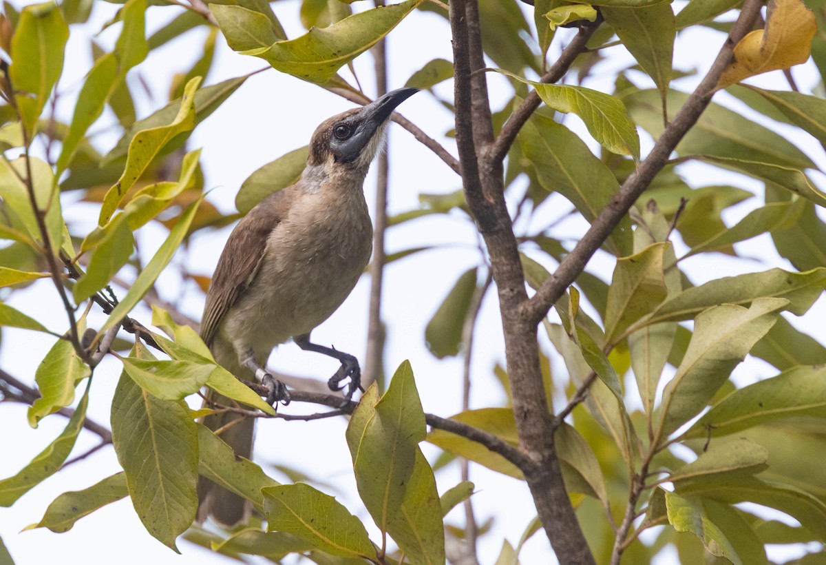 Little Friarbird - ML406281891