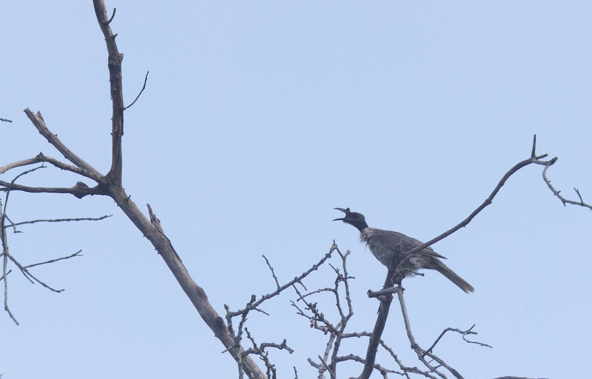 Noisy Friarbird - ML406281911