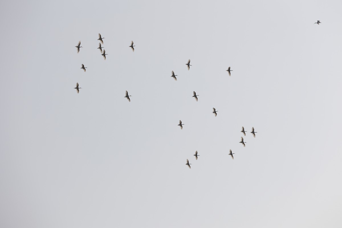 Black-headed Ibis - ML406283631