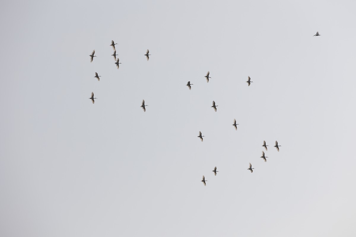 Black-headed Ibis - ML406283851