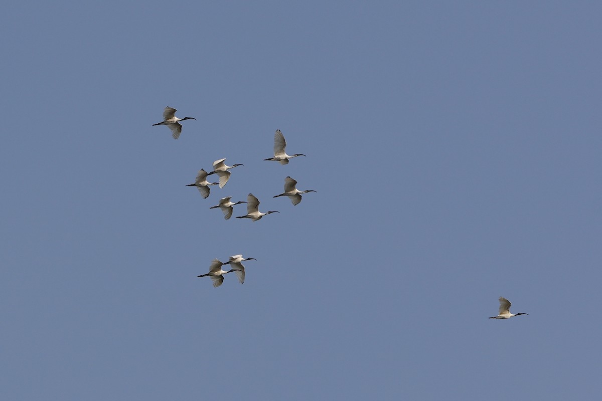 Black-headed Ibis - ML406284371