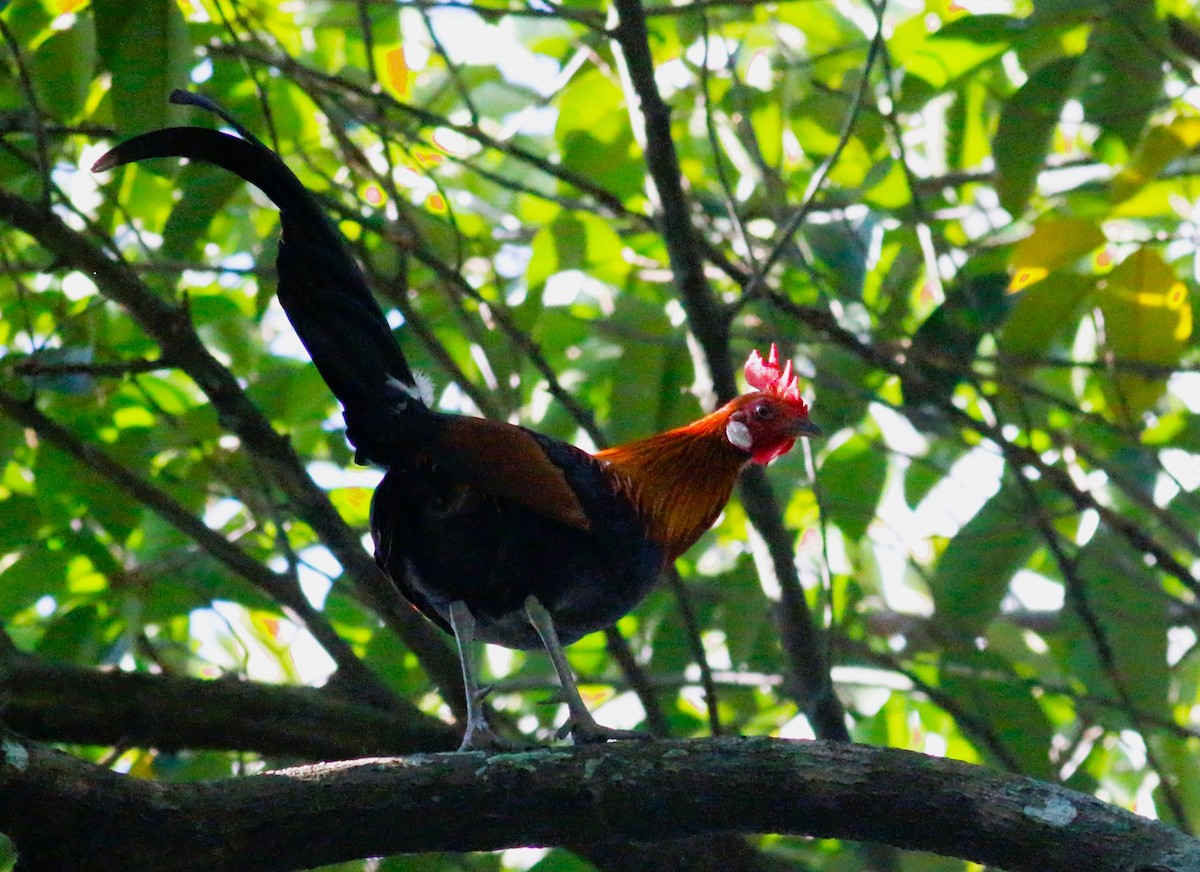 Red Junglefowl - ML406285521