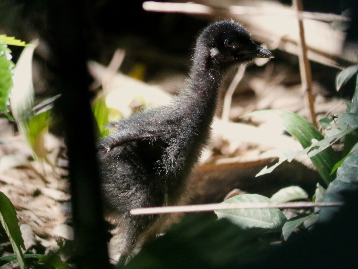 White-breasted Waterhen - ML406285531
