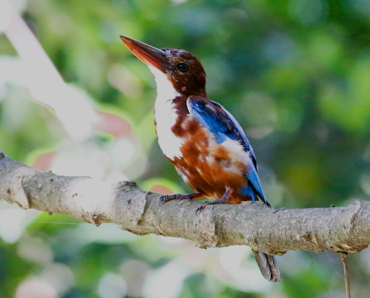 White-throated Kingfisher - ML406285571