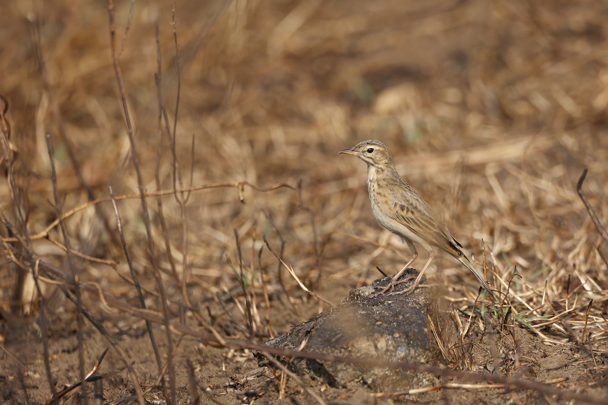 Paddyfield Pipit - ML406285791