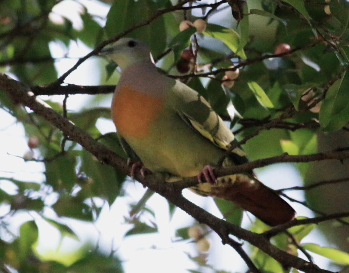 Pink-necked Green-Pigeon - ML406286021