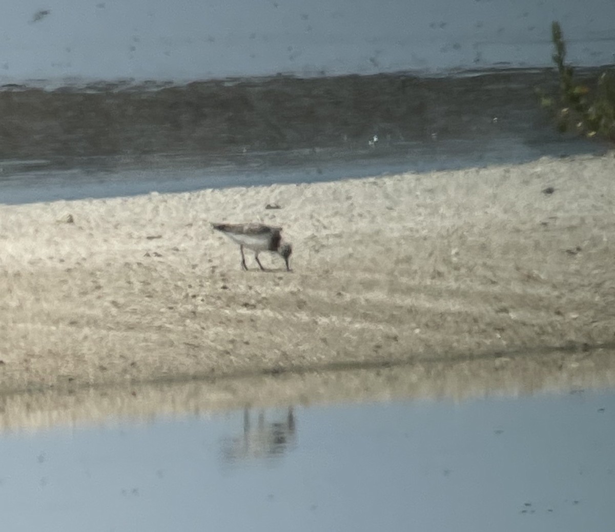 Sanderling - ML406286601