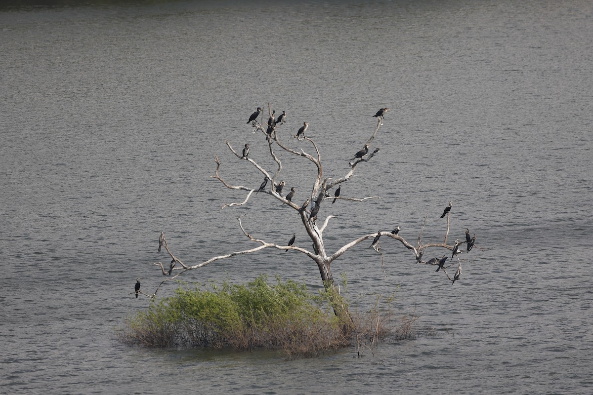 Great Cormorant - ML406287521