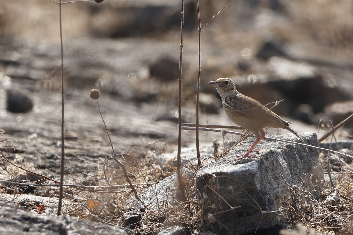 Jerdon's Bushlark - ML406287711