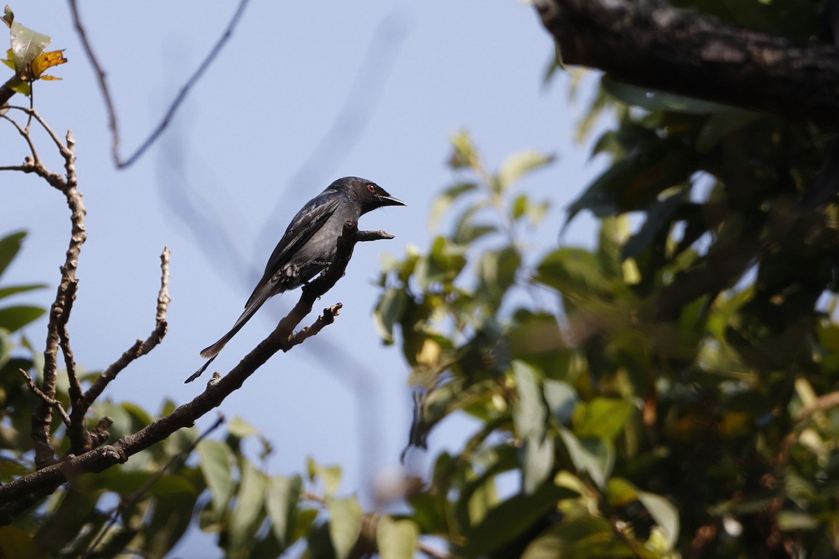 Ashy Drongo - Novelkumar M S