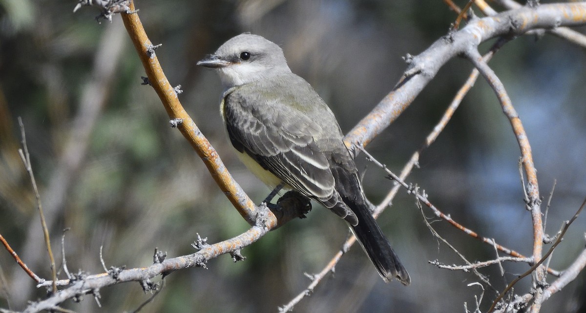 Schmalschnabel-Königstyrann - ML406288091