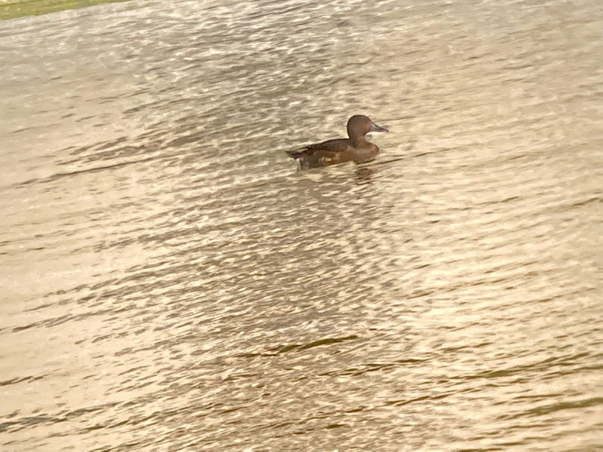 Baer's Pochard - Larry Maurin